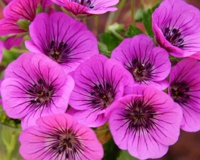 Герань гибридная "Пинк Пенни"