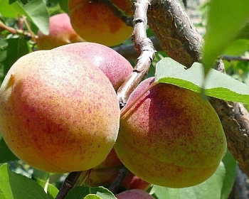 Абрикос "Августин"