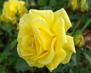 Роза Флорибунда «Беллона»