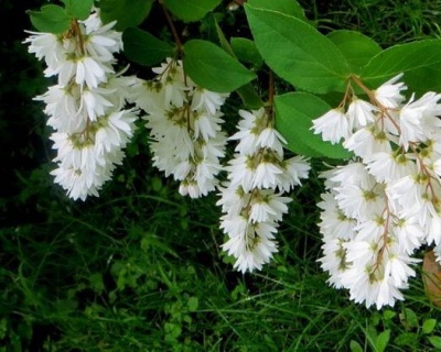 Дейция шершавая "Кандидиссима" (Candidissima)