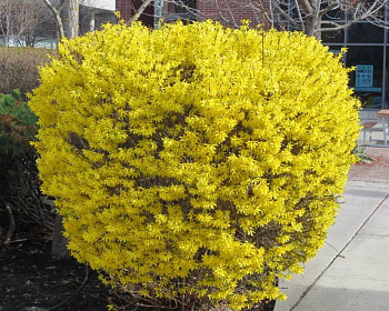 Форзиция промежуточная «Голдзаубер»