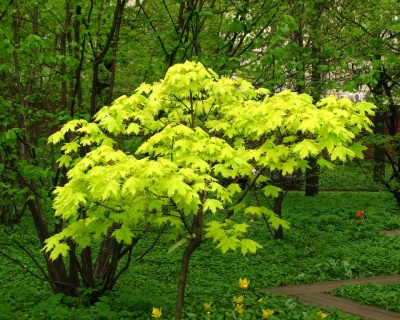 Клен остролистный "Голден Глоб"