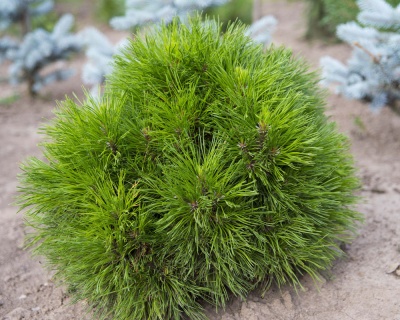 Сосна горная "Варелла"