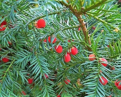 Тис ягодный "Репанденс"