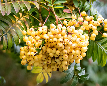 Рябина шведская "Джозеф Рок"
