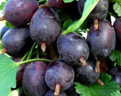 Крыжовник Бесшипный "Африканец"