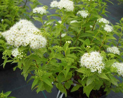 Спирея японская "Альбифлора"