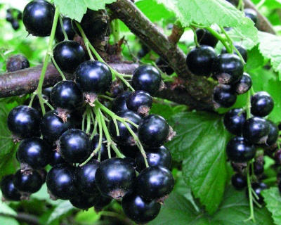 Смородина "Селеченская-2"