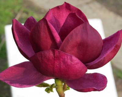 Магнолия "Дженни"