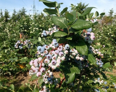 Голубика "Эллиот (Еlliot)"