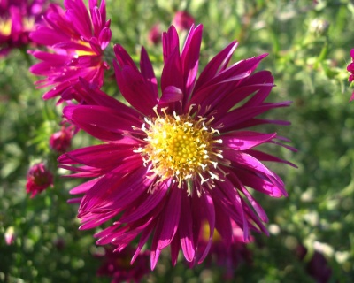 Астра Новобельгийская "Уинстон Черчилль"