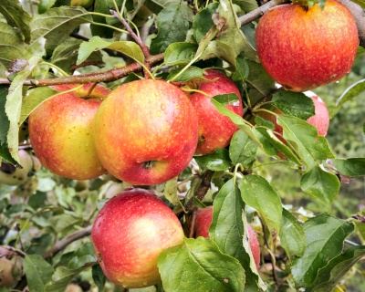 Яблоня колоновидная "Васюган"