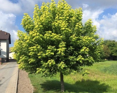 Клен ясенелистный "Одессанум"