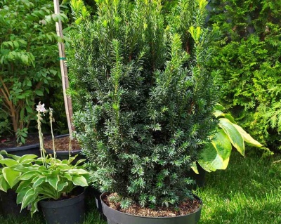 Тис средний "Хилли"