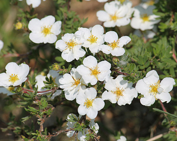 Лапчатка "Абботсвуд" (Abbotswood)