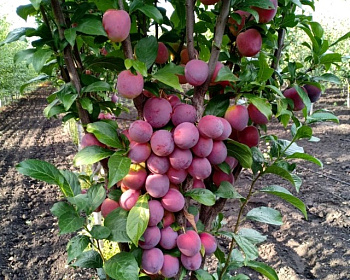 Слива колоновидная «Империал»