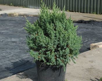 Можжевельник китайский "Стрикта"
