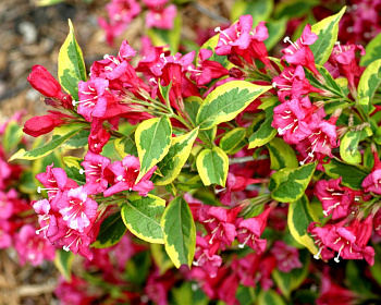Вейгела цветущая "Brigela"