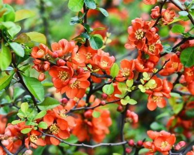 Айва японская "Гранатовый браслет"