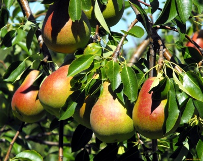 Груша колоновидная "Сапфира"