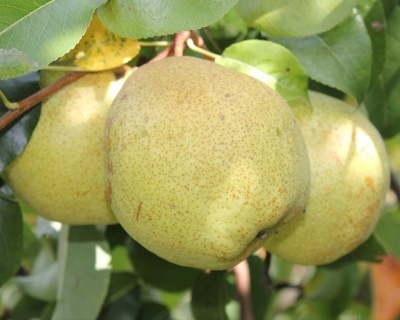 Груша "Гера"