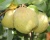 Груша "Гера"