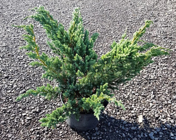 Можжевельник чешуйчатый "Мейери"