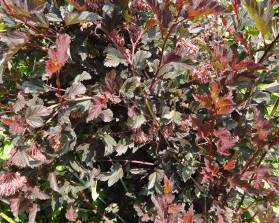 Пузыреплодник "Саммер Вайн" (Summer Wine)