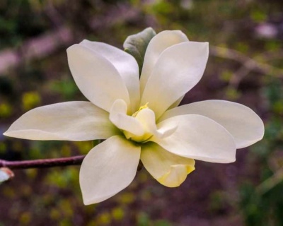 Магнолия "Еллоу Ривер"