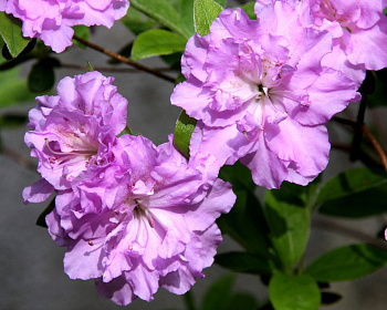 Азалия японская "Элси Ли"