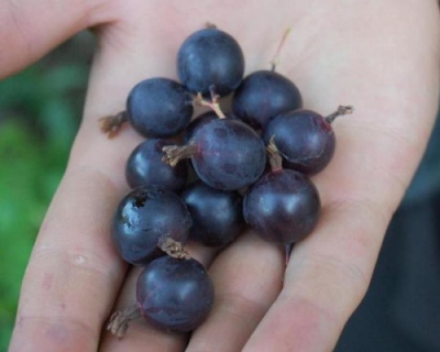 Крыжовник Бесшипный "Африканец"