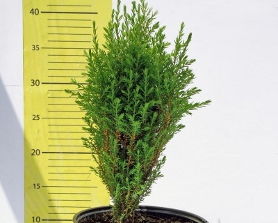 Можжевельник Обыкновенный "Компресса"