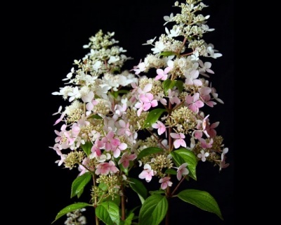 Гортензия метельчатая "Конфетти" (Confetti)