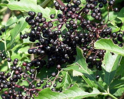 Бузина черная "Адамс"