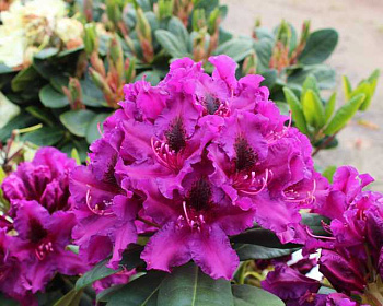 Рододендрон "Азурро"