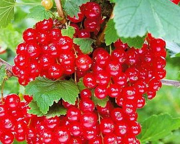 Смородина "Гиганта"