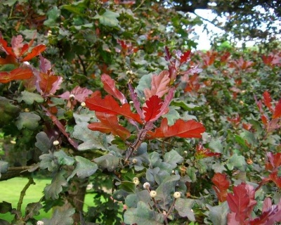 Дуб черешчатый "Атропурпурея"
