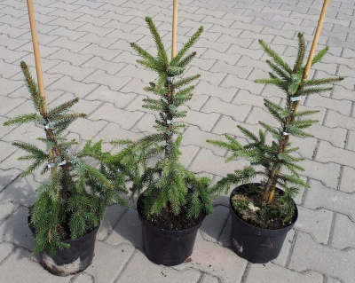 Ель сербская "Брунс"