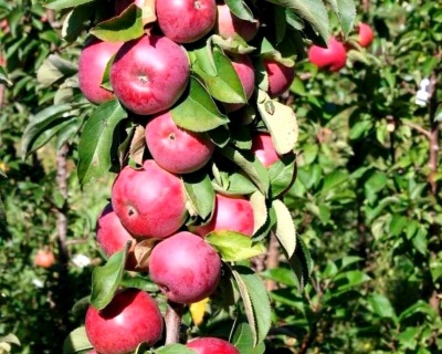 Яблоня колоновидная "Арбат"