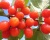 Кизил "Коралловый"