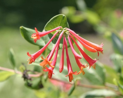 Жимолость Брауна "Фуксиойдес"(P-9)