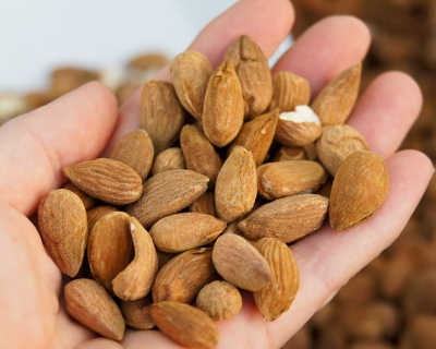 Миндаль "Никитский-62"