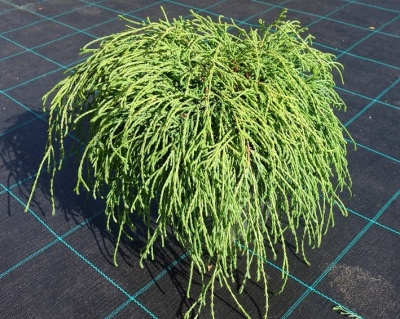 Кипарисовик Горохоплодный "Филифера Нана"