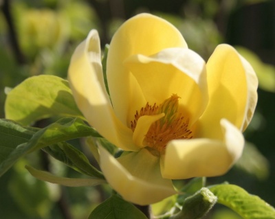 Магнолия "Еллоу Ривер"