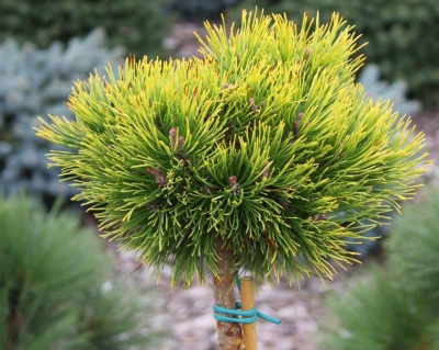 Сосна горная "Офир" (штамбовая форма)