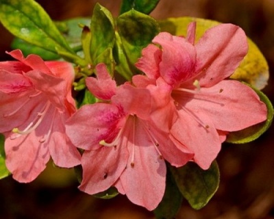 Азалия японская "Блаувс Пинк"