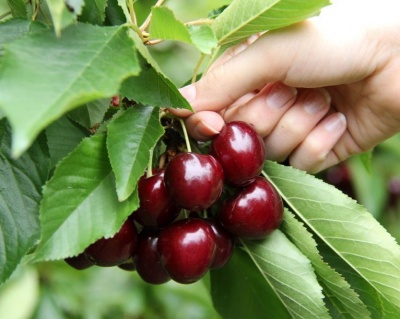 Вишня колоновидная "Восхищение"