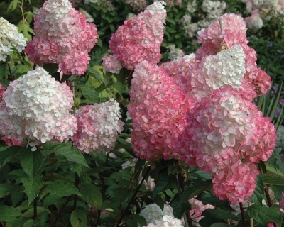 Гортензия метельчатая "Пинк Леди" (Pink Lady)