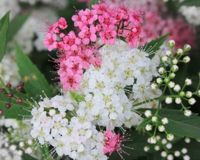 Спирея японская "Широбана"