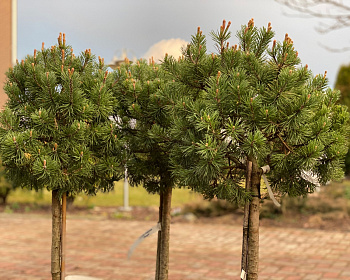 Сосна горная "Мопс" (штамбовая форма)